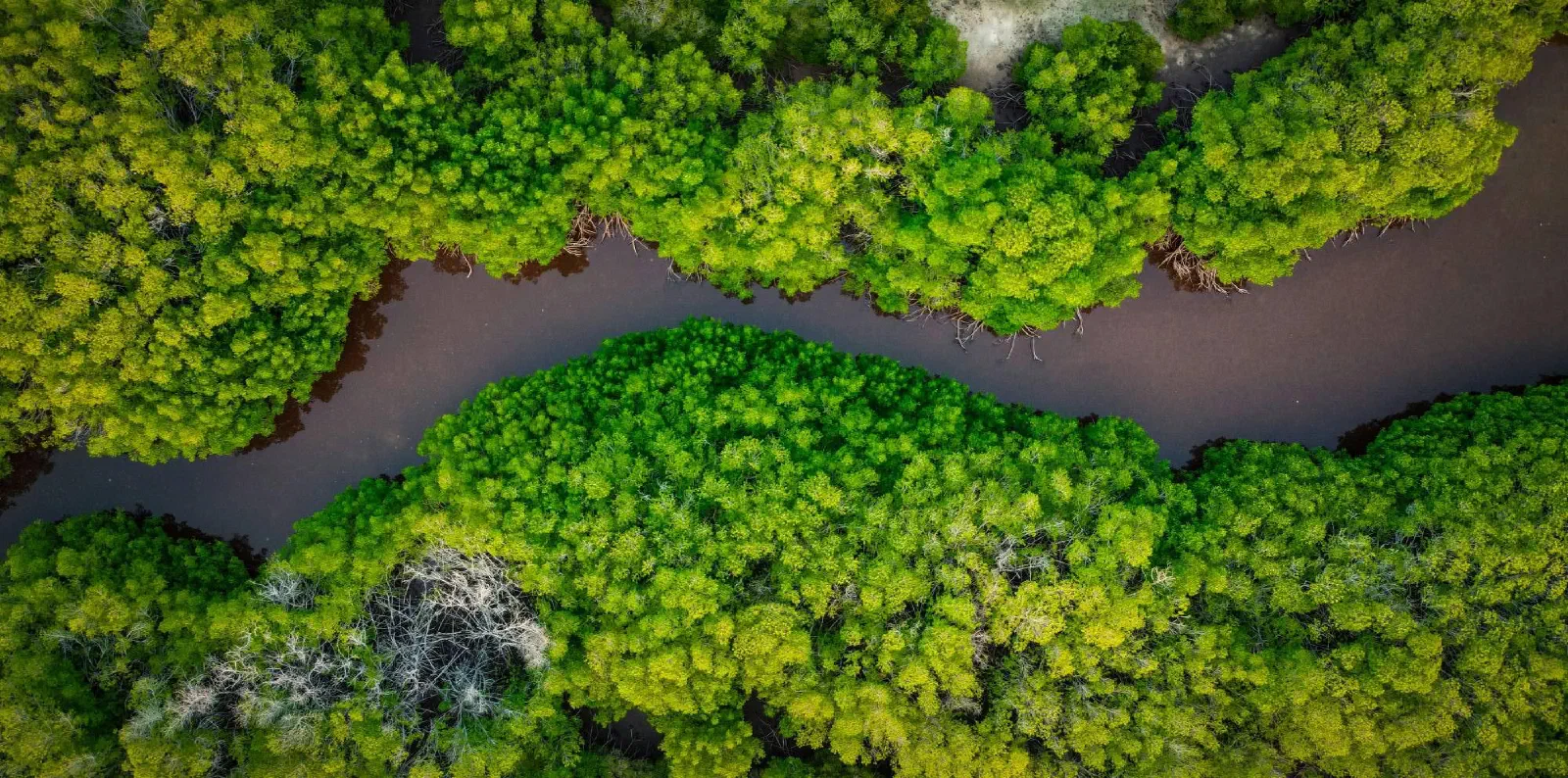 Aerial view of a river winding through a mangrove forest